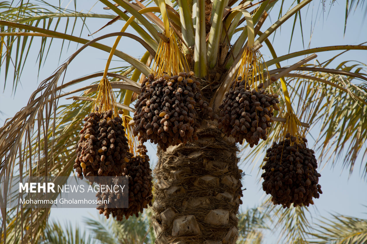 خرما | مرغ