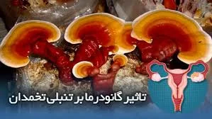 قهوه گانودرما برای تنبلی تخمدان خوبه