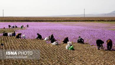 بهترین دسته گل خوراکی جهان را مُفت می‌خرند