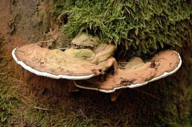 گانودرما