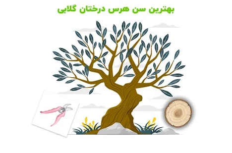 عمومی