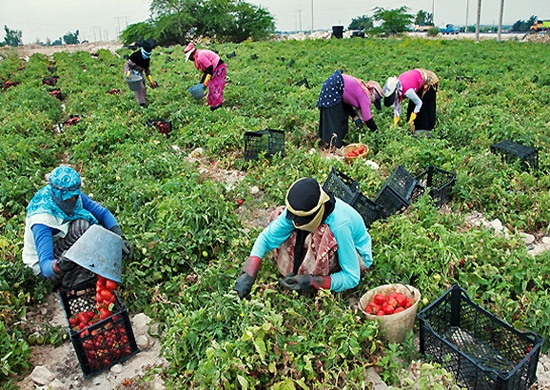 بیش از ۳۴۰ هزار تن گوجه ‌فرنگی از مزارع آذربایجان‌ غربی برداشت می شود