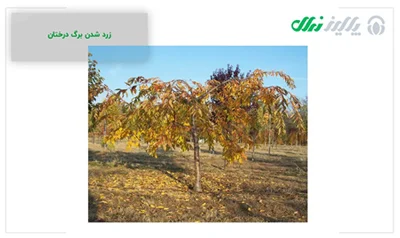 عمومی