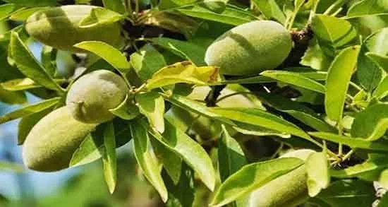 عمومی