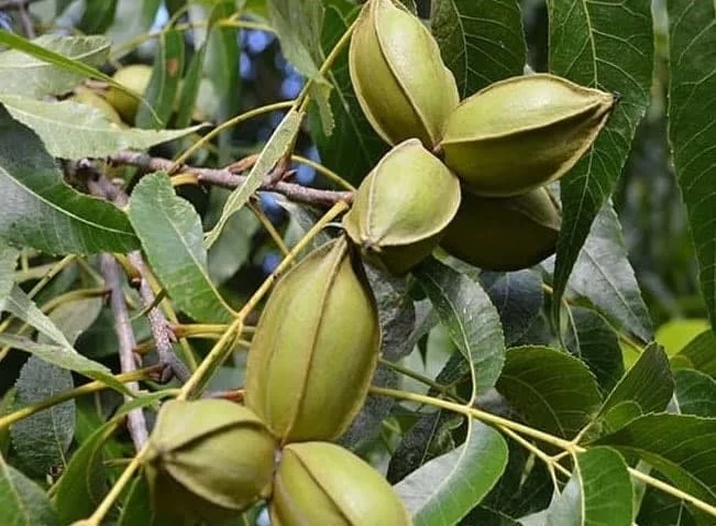 عمومی