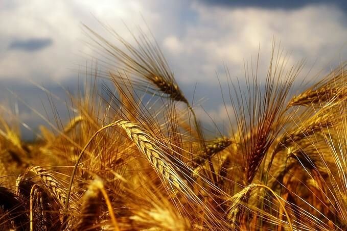 خرید تضمینی ۸۰۵ هزار تن گندم از کشاورزان کرمانشاهی