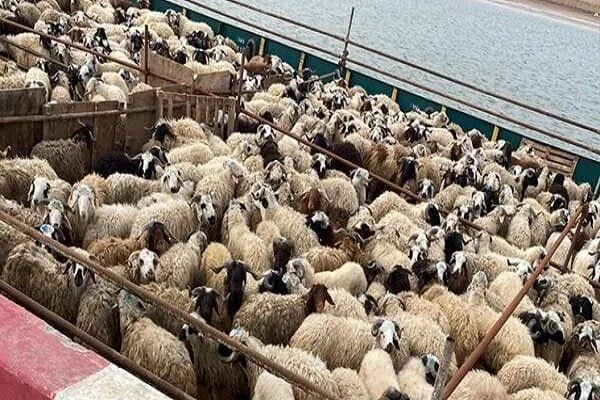 عمومی