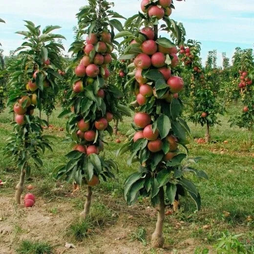 عمومی