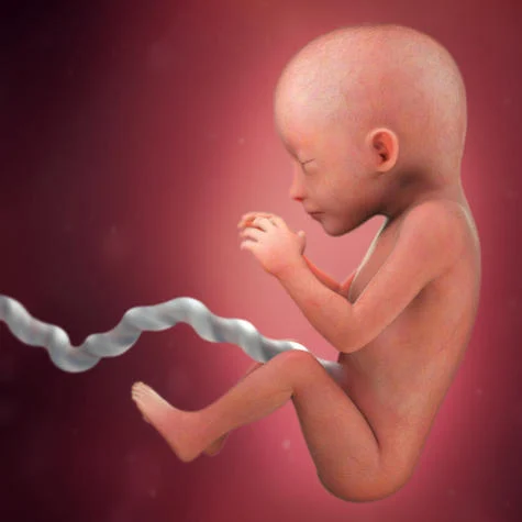 The fifth month of pregnancy and the size of the five-month fetus