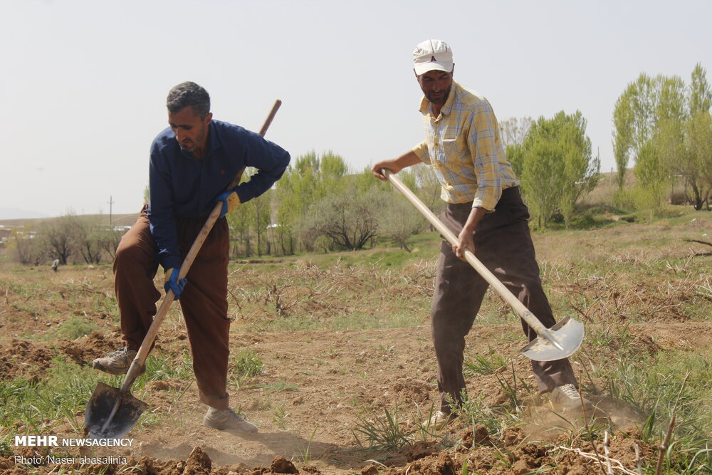 معافیت بیمه‌ای و مالیاتی کشاورزان در دستور کار است - خبرگزاری مهر | اخبار ایران و جهان