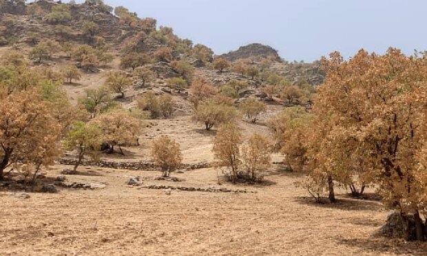 پروانه «برگ‌خوار» ۴۱ هزار هکتار از جنگل‌های لرستان را آلوده کرد